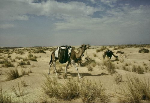 sahara 139